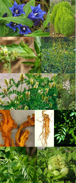 101 E Skin Revive - natürliche Extrakte aus chinesischen Heilpflanzen